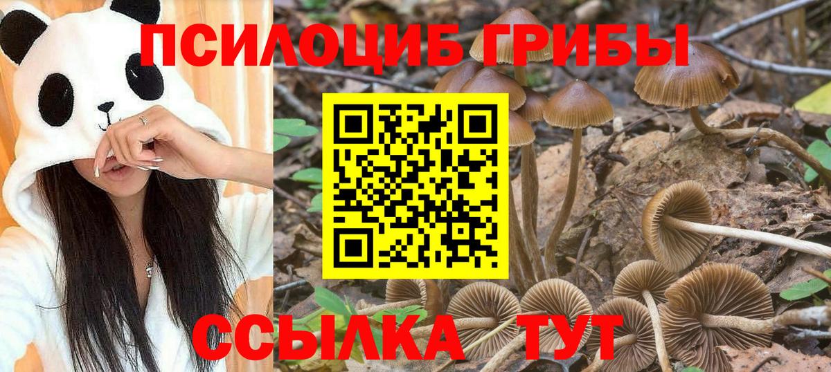 Наро-Фоминск  Псилоцибиновые грибы Cubensis  Вход с VPN 